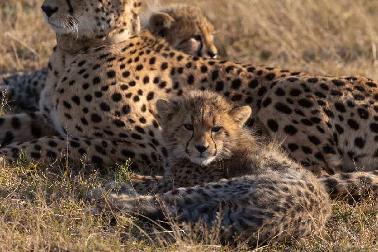 Cheetah cub lying close to mom in Kwandwe