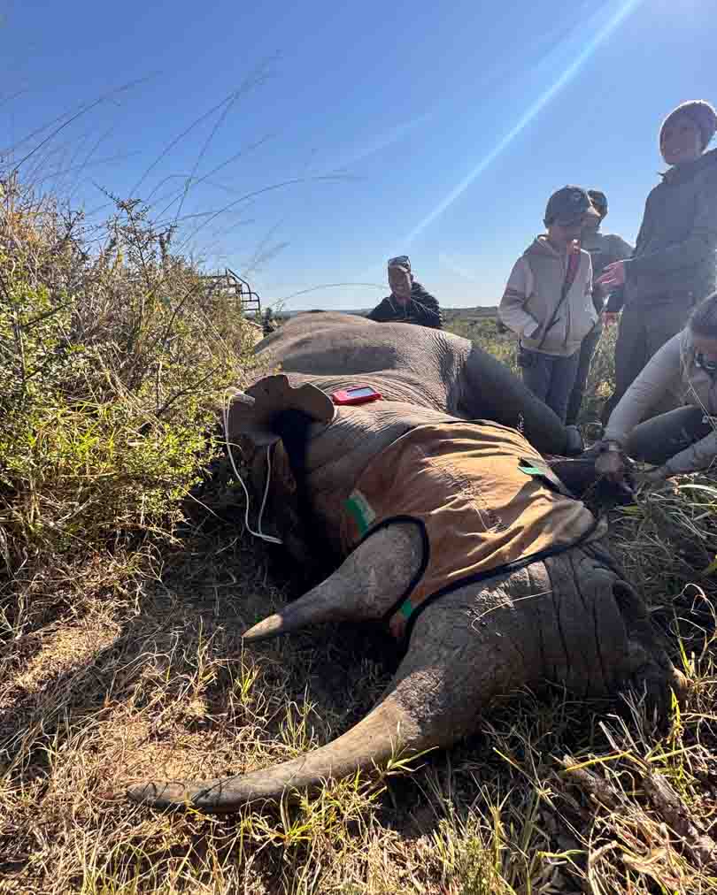 Black rhino darting in Kwandwe