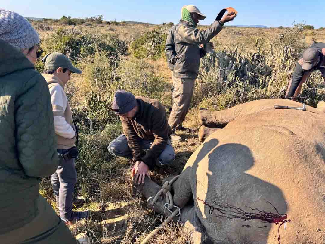 Kids next to black rhino that has been darted