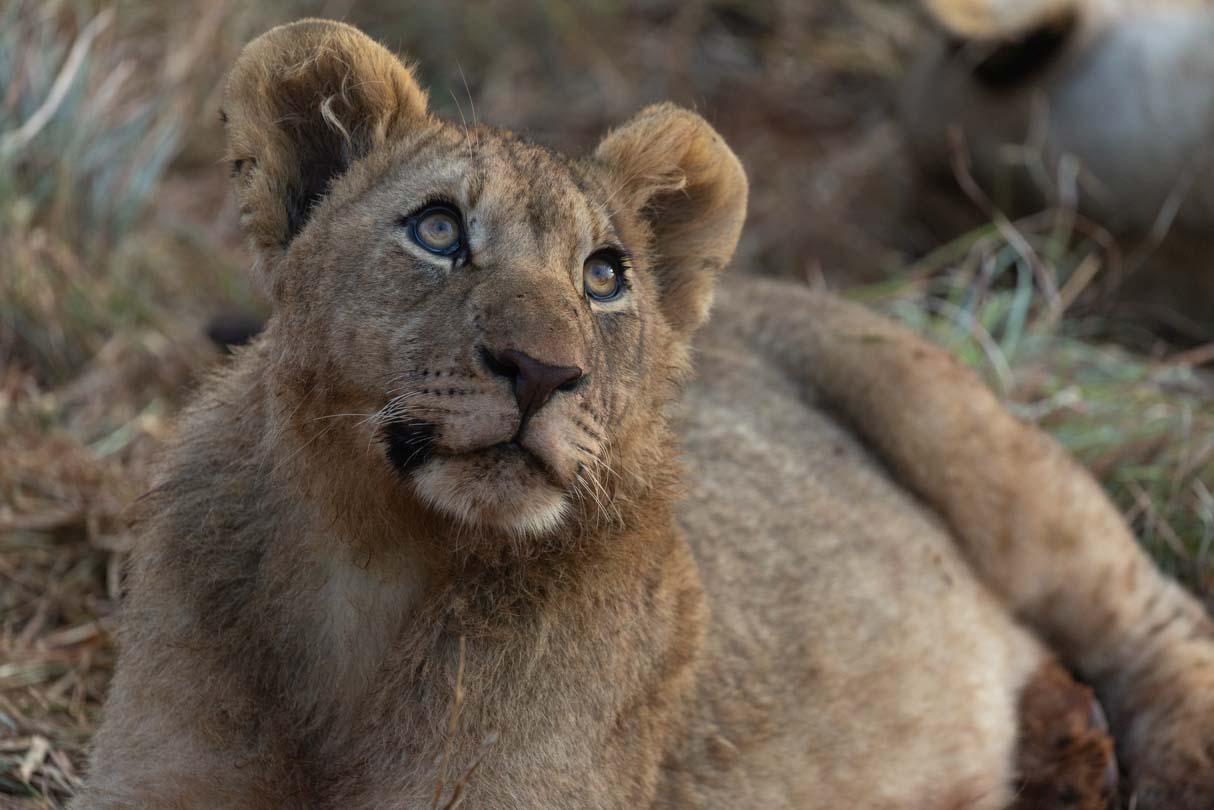 Lion cub looking up in Madikwe Game Reserve
