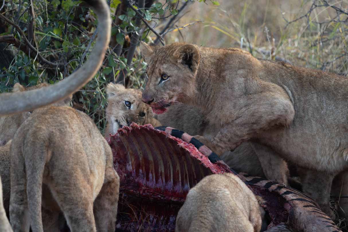 Lion cub feeding on carcass in Madikwe Game Reserve