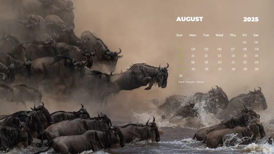 Wildebeest crossing the Mara River