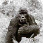 Gorilla captured on a Wild Eye Safari