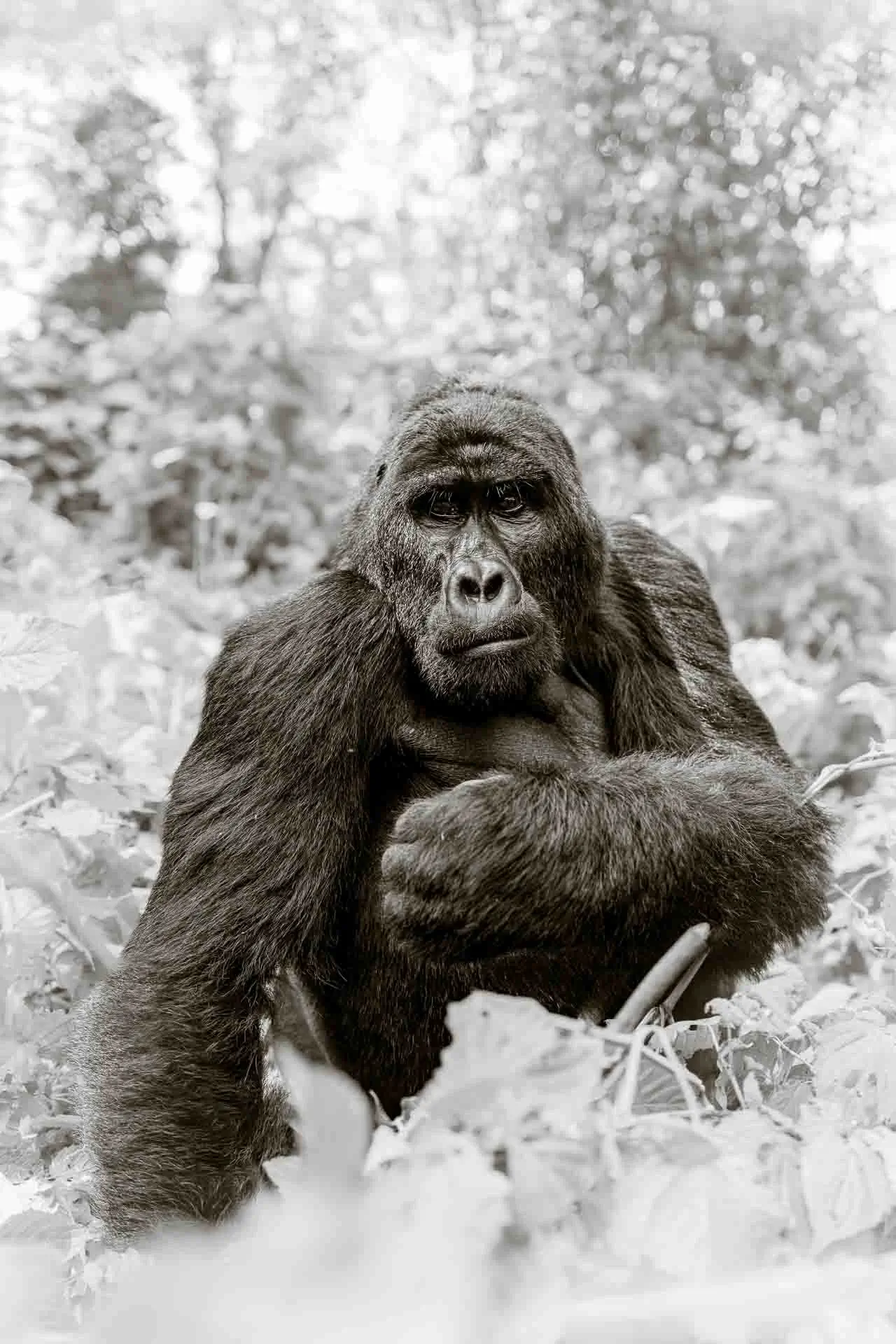 Gorilla captured on a Wild Eye Safari