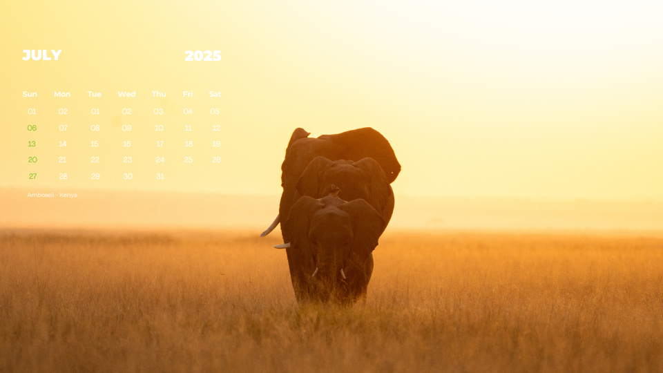 Elephants at Sunset in Amboseli