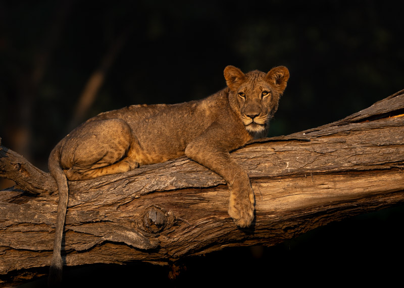 lion cub sitting in a tree in the lower Zambezi np