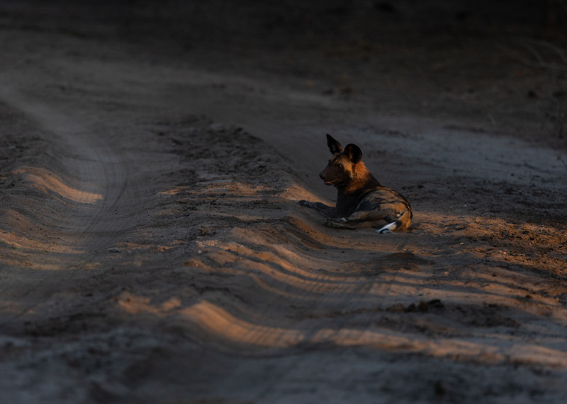wild dog in golden light in lower Zambezi np