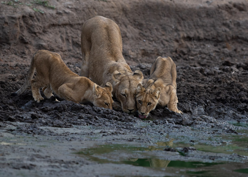 lions drinking in lower Zambezi np on a wild eye photo tour