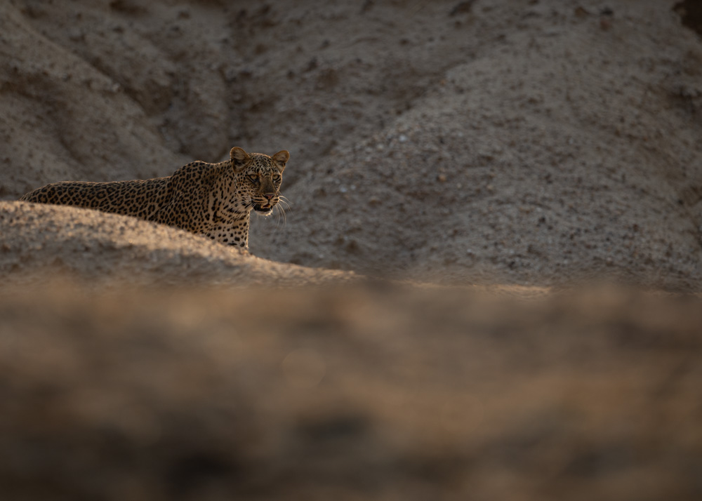 leopard peaking through drainage line in the lower Zambezi np