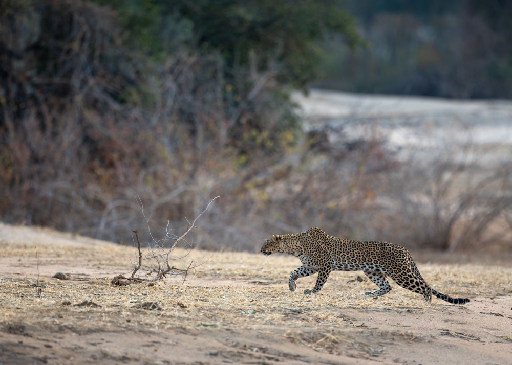 leopard stalking impala in lower Zambezi np
