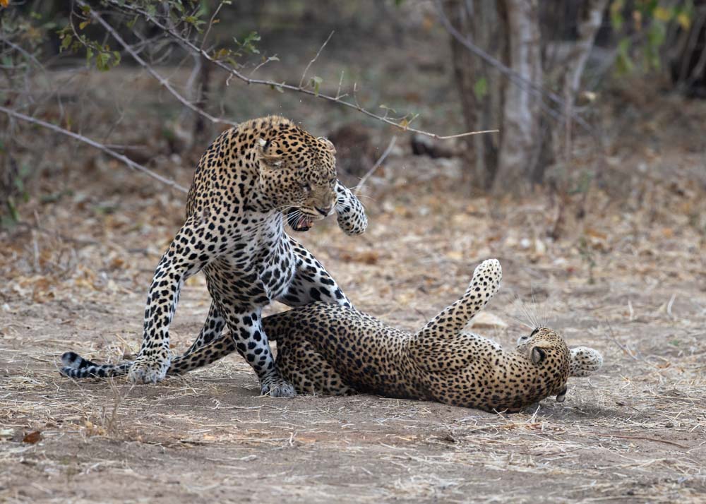 leopards mating in the lower Zambezi np on a wild eye tour