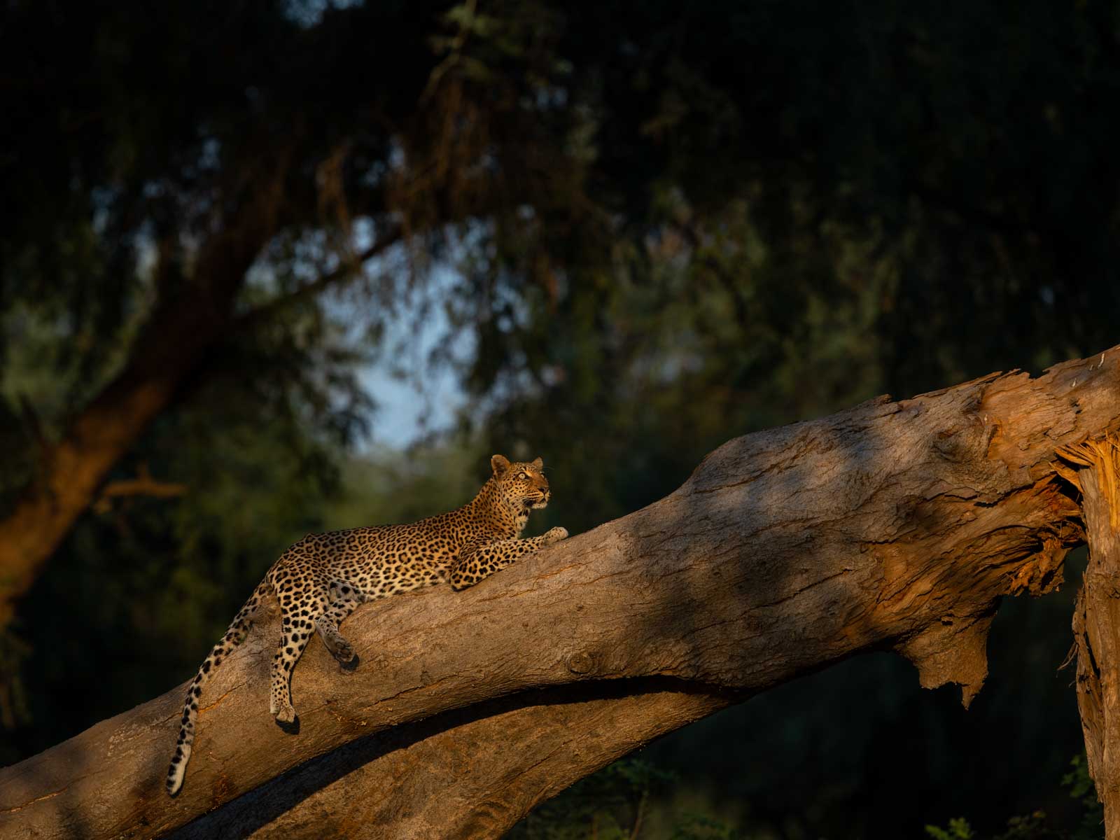 leopard in a tree in golden light in lower Zambezi np