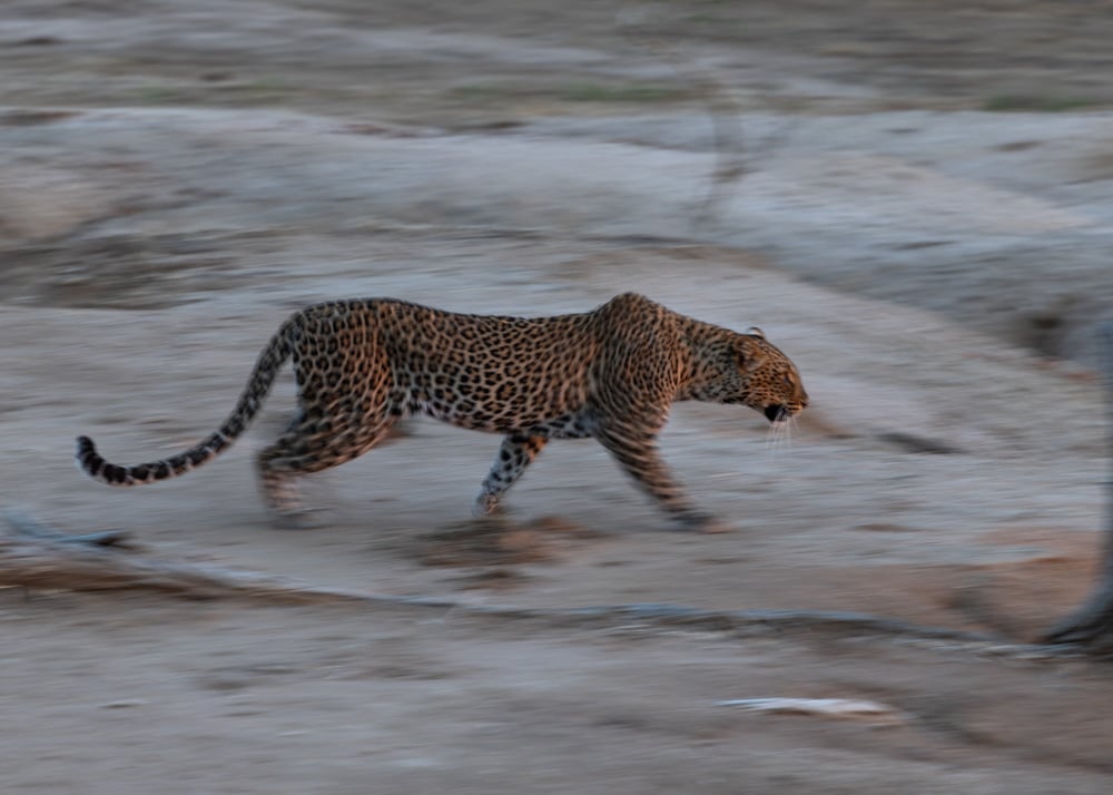 leopard panning in lower Zambezi np on a wild eye tour