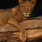 A image of a lion in a tree taken in the Lower Zambezi National Park