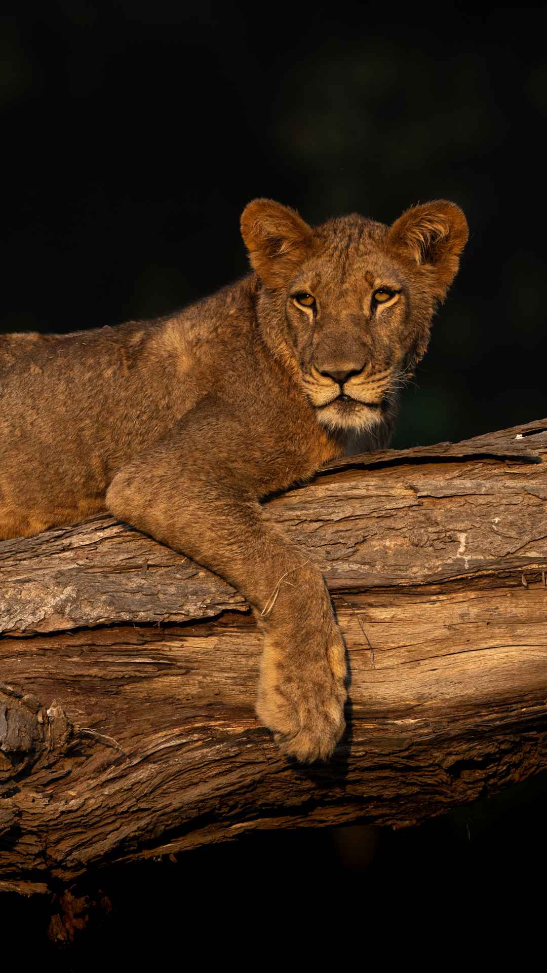 A image of a lion in a tree taken in the Lower Zambezi National Park