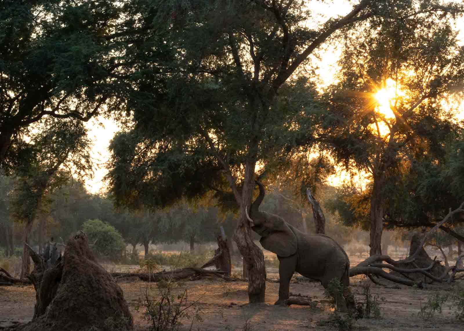 elephant reaching for winter thorn in golden light in lower Zambezi np