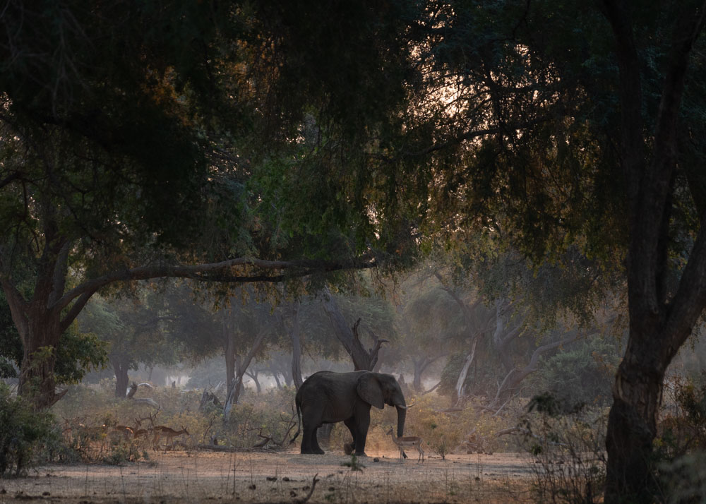 elephant in winter thorn forest with early morning light