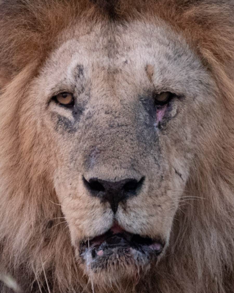 a close up photo of a lions face taken by WIld Eye guide Donovan Cross while on safari