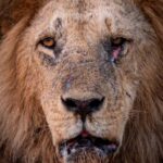 a close up photo of a lions face taken by WIld Eye guide Donovan Cross while on safari