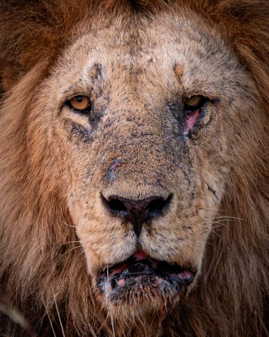 a close up photo of a lions face taken by WIld Eye guide Donovan Cross while on safari
