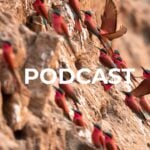 an image of a southern carmine bee-eater colony in zambia