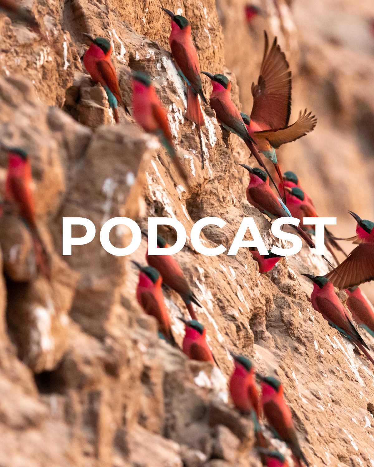 an image of a southern carmine bee-eater colony in zambia