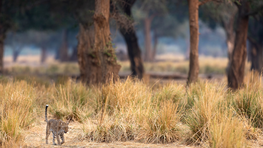 Leopard photographer while on a Wild Eye safari
