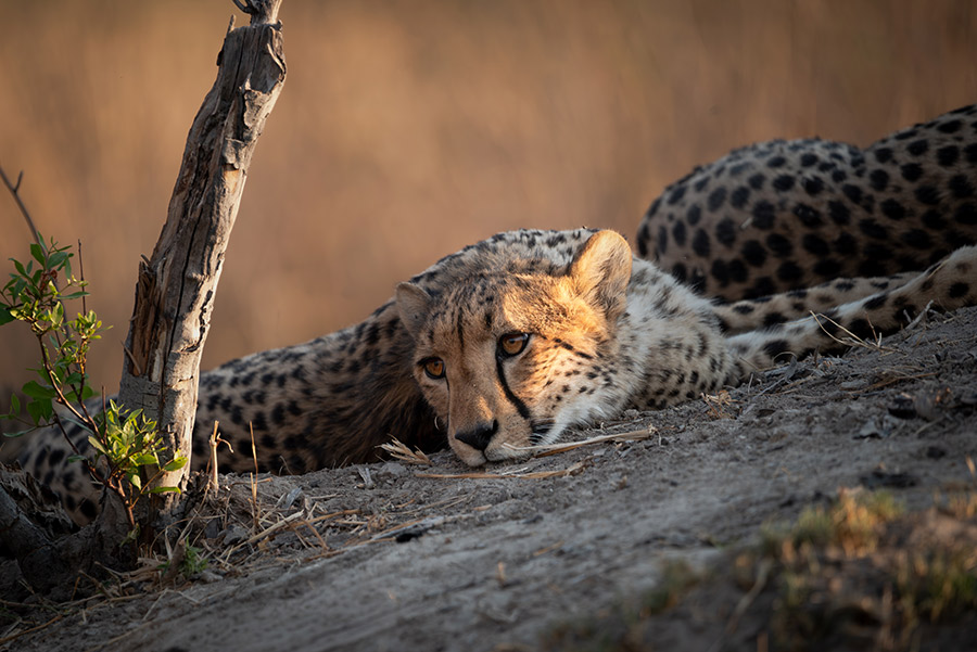 Cheetah resting on mound in Botswana while on a safari with wild eye