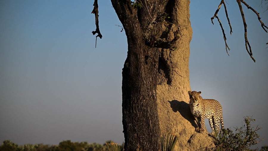 Leopard in the Delta while on a Wild Eye safari