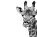 Giraffe in black and white. photo taken on a wild eye safari