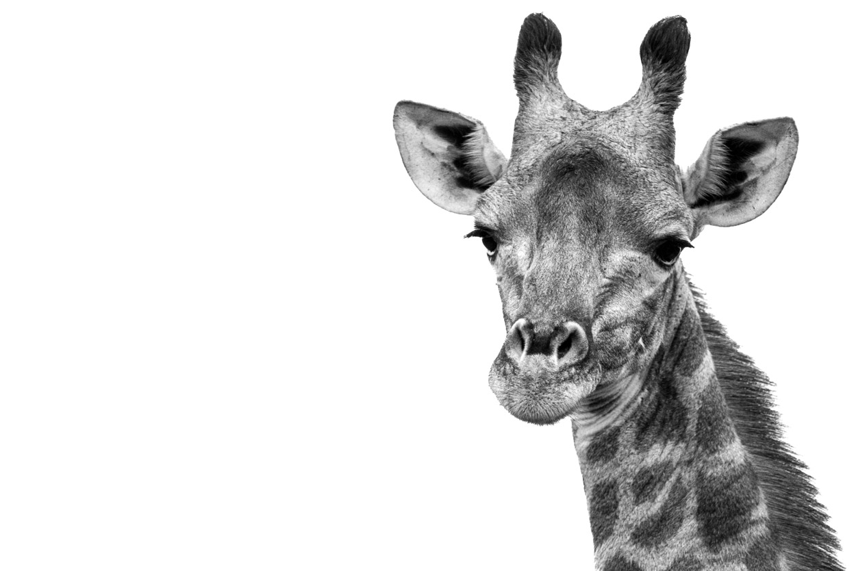Giraffe in black and white. photo taken on a wild eye safari