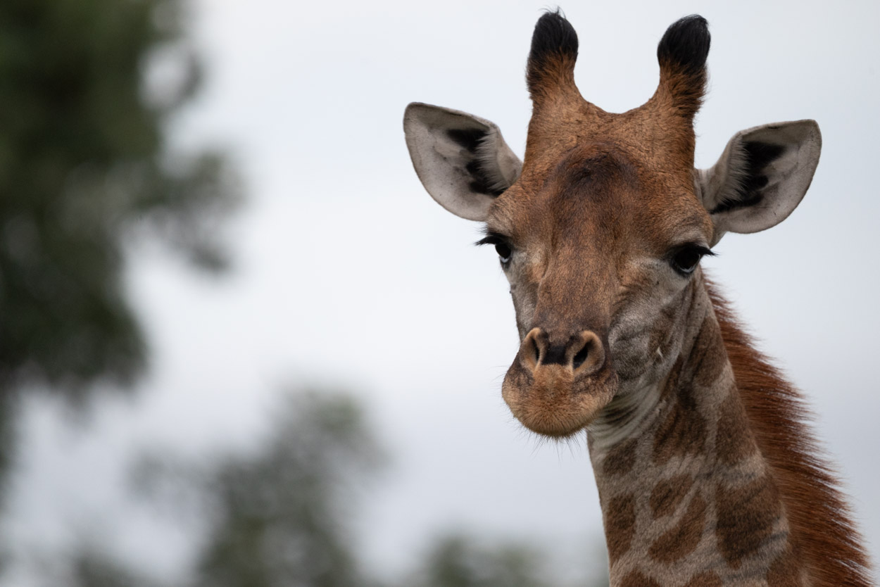 Giraffe photo taken on a wild eye safari