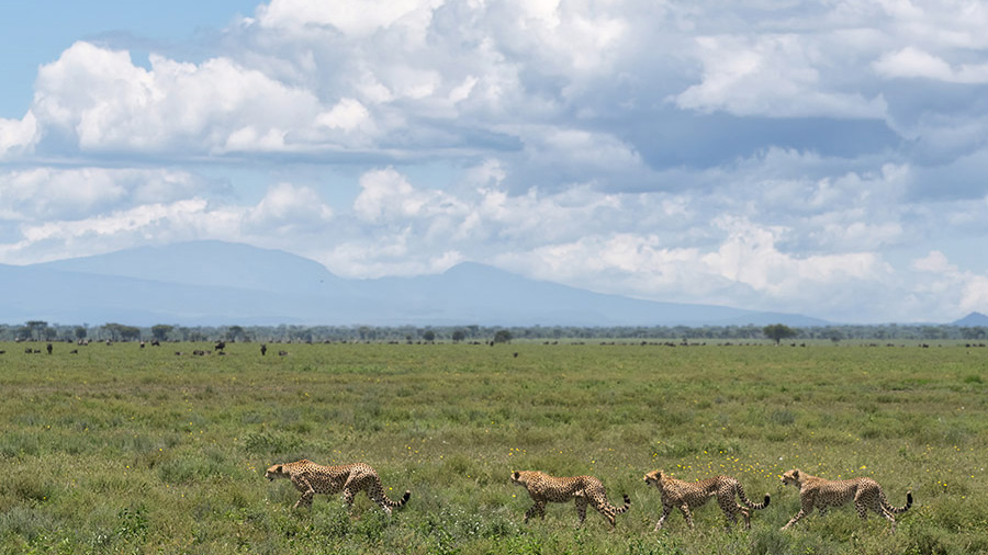Cheetah family in the Serengeti