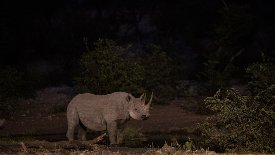 Black rhino at night