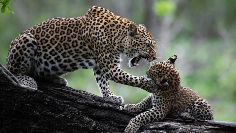 Leopard and cub in the Sabi Sands