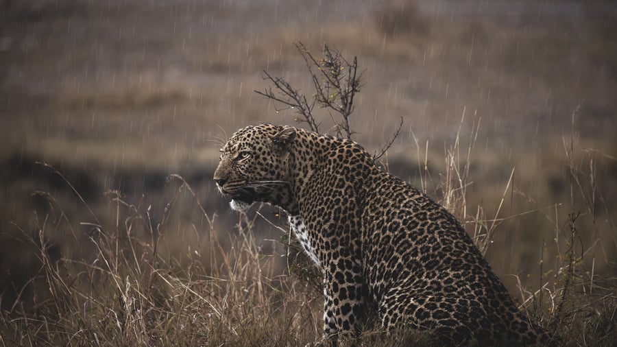 Leopard in the rain while on a safari with Wild Eye