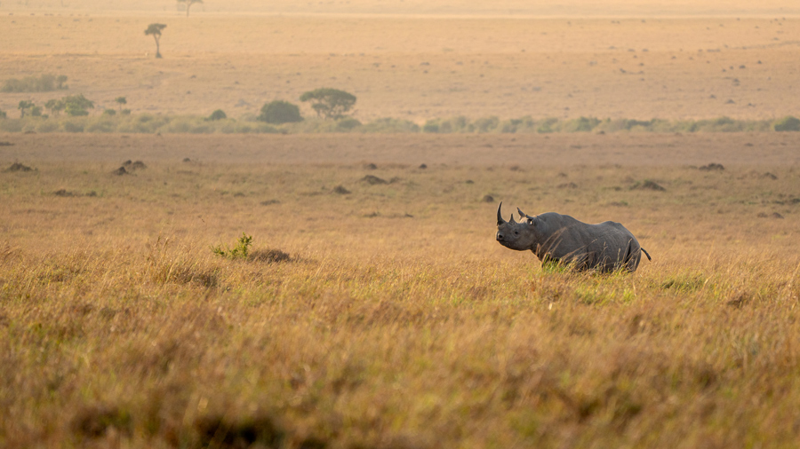 Black Rhino sighting in the Mara while on a wild eye photographic safari