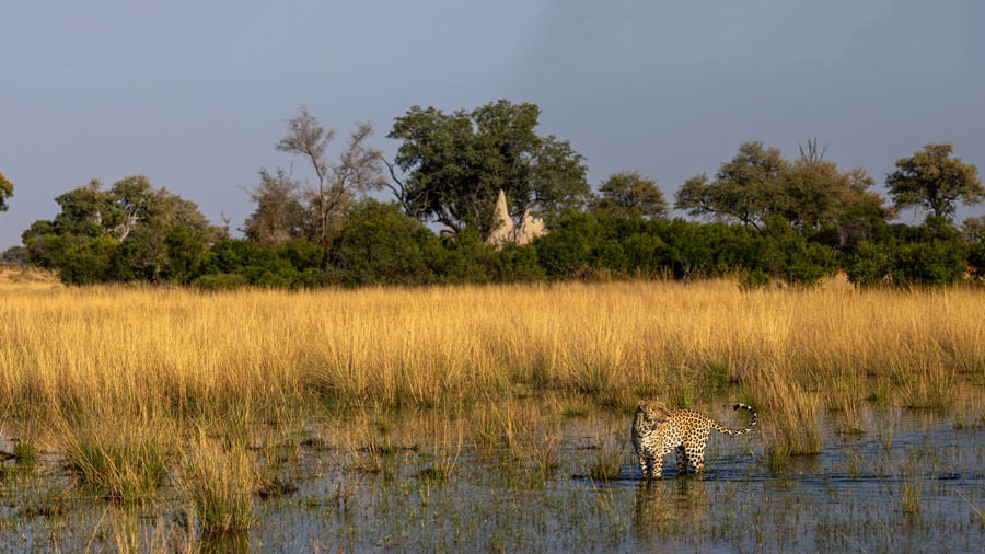 Leopard in the water in the Delta