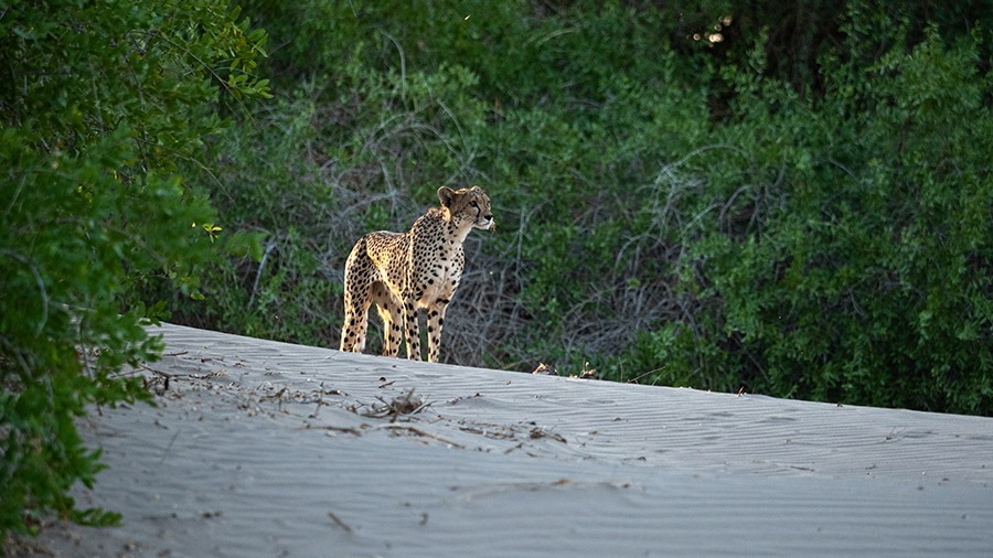 Cheetah in the Kalahari desert while on a wild eye safari