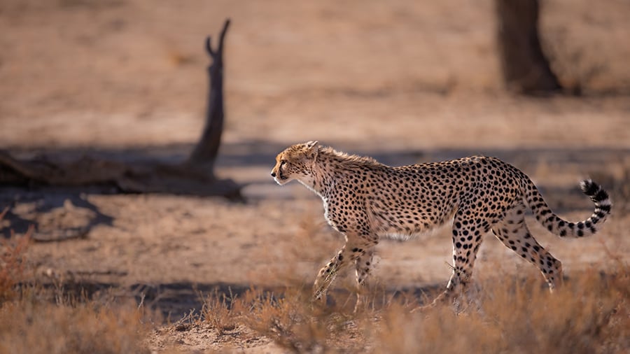 Cheetah walking in the Okavango Delta