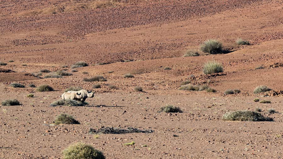 Black rhino mother and calf in Namibia