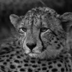 Cheetah in Black and White taken on a photo tour