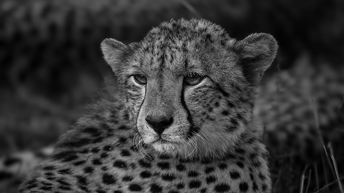 Cheetah in Black and White taken on a photo tour