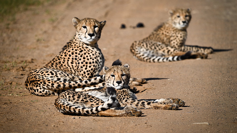 Cheetah family on phinda
