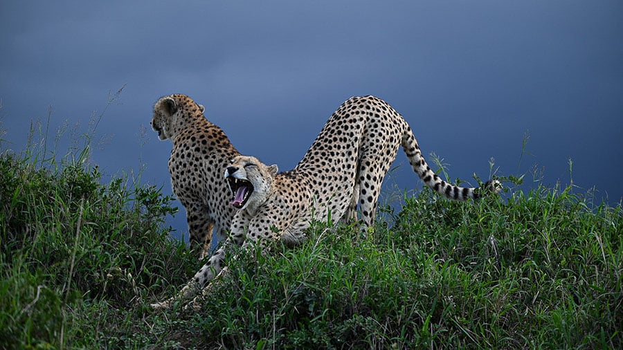 Cheetah stretching on Phinda while on a Wild Eye safari