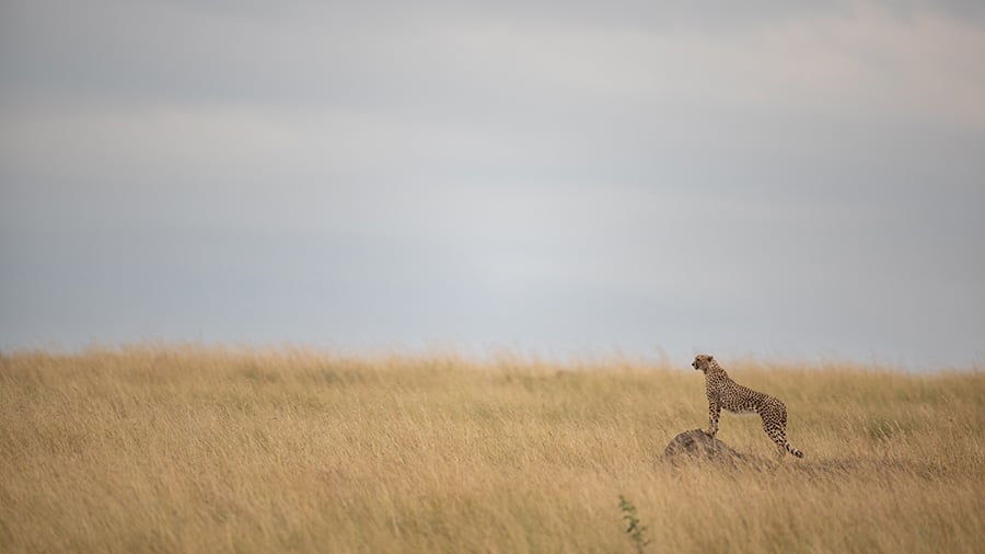Cheetah seen in the Masai Mara while on a Wild Eye safari
