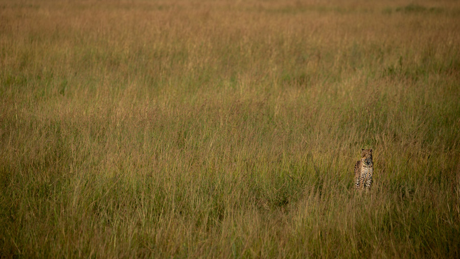 Leopard seen close to the Wild Eye Mara camp