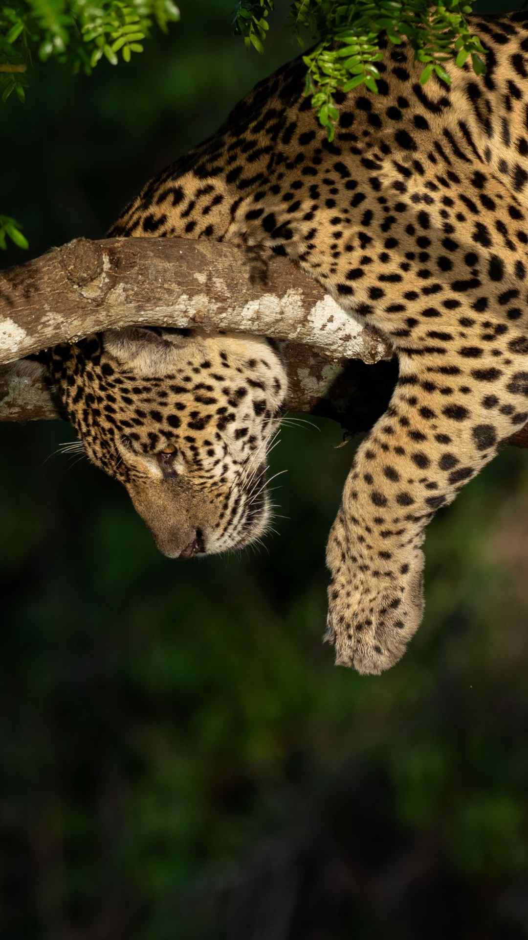 A jaguar from the Brazilian Pantanal hanging in a tree photo taken on a Wild Eye photo Safari