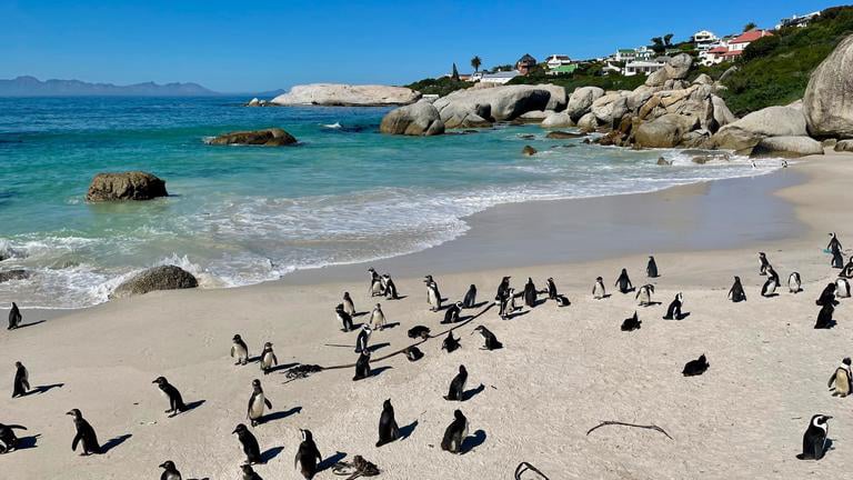 Penguins at Boulders Beach in Cape Town