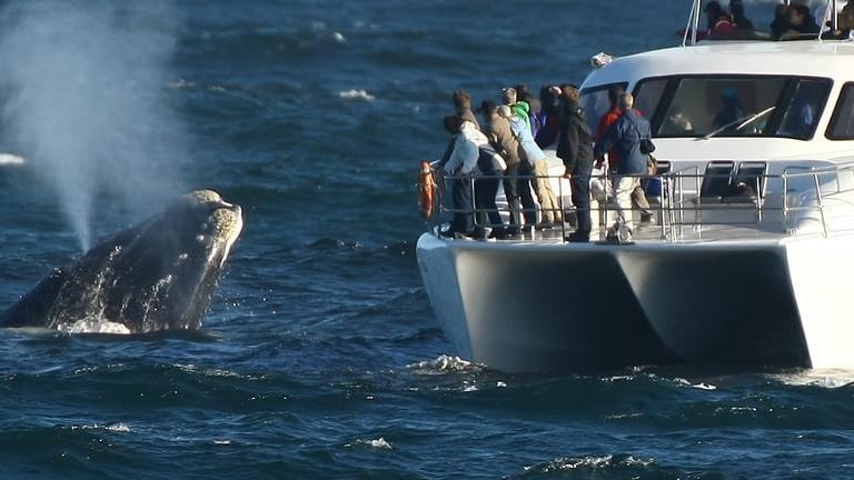 Whale Watching in Hermanus